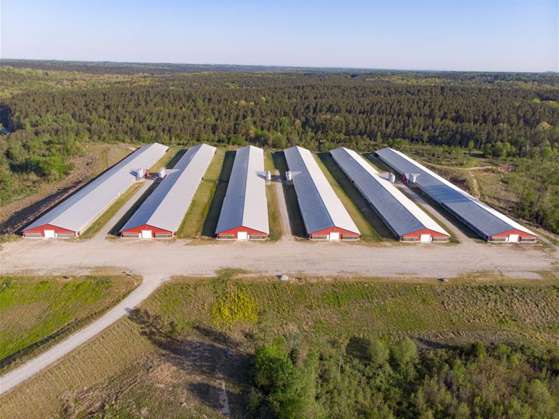 Rabon Creek Farm : Laurens : Laurens County : South Carolina