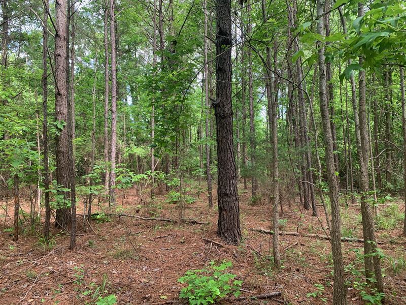 31 Acres Tuscaloosa, AL : Buhl : Tuscaloosa County : Alabama