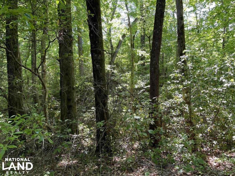 Five Mile Creek Hunting and Timberl : Akron : Hale County : Alabama