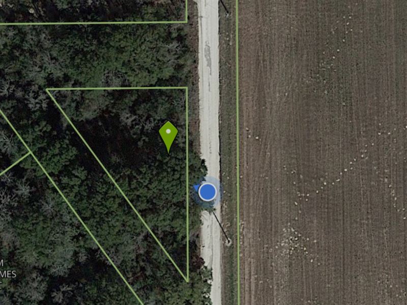 .35 Acre Wooded Lot, No : O'brien : Suwannee County : Florida