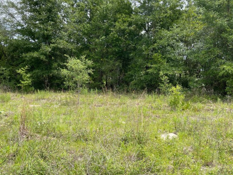 Wooded Acreage O'brien, Florida : O'brien : Suwannee County : Florida