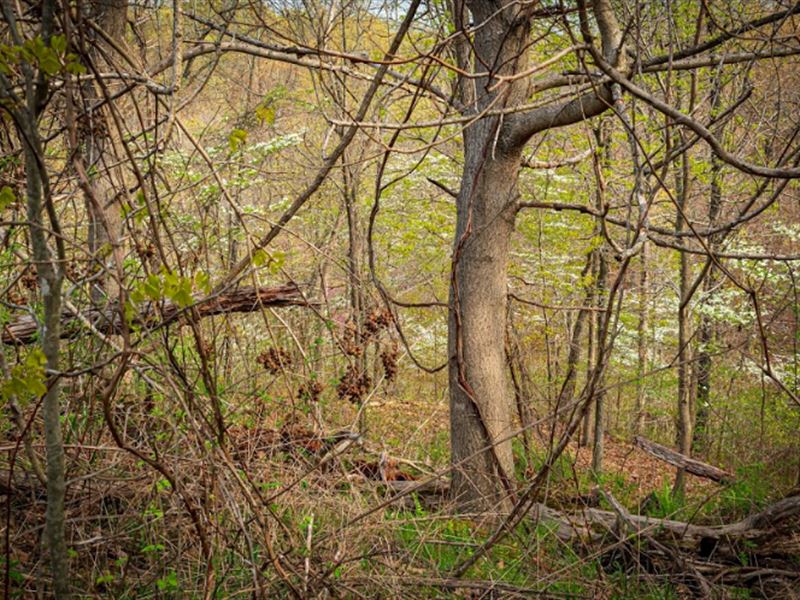 Attractive Residential Land for You : Eldridge : Laclede County : Missouri