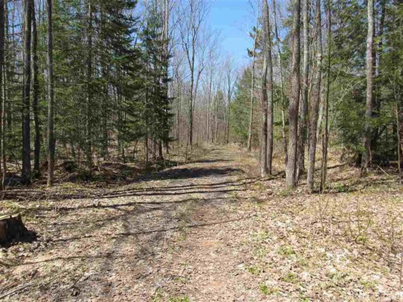 60 Acres Wooded, Michigan, Land for Sale in Michigan, 279334 LANDFLIP