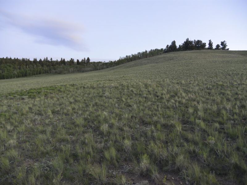 Gorgeous Views and Wide Open Spaces : Hartsel : Park County : Colorado