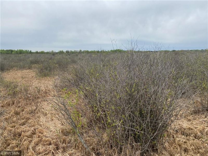 35 Acres Hunting Land Hinckley, MN : Hinckley : Pine County : Minnesota
