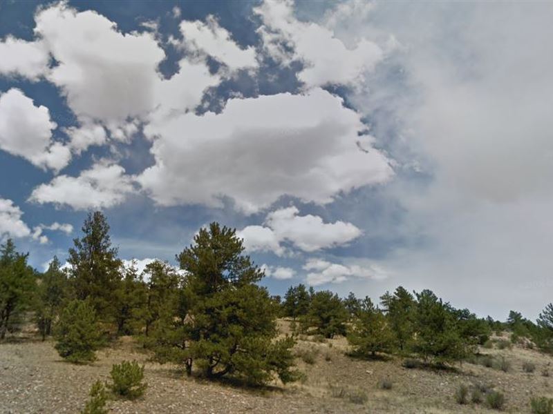 Majestic Woodland : Fairplay : Park County : Colorado