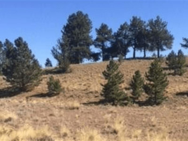 Perfect CO Camping Lot Near Mtns : Hartsel : Park County : Colorado