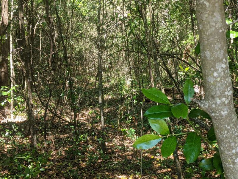 Wooded Acreage O'brien, Florida : O'brien : Suwannee County : Florida