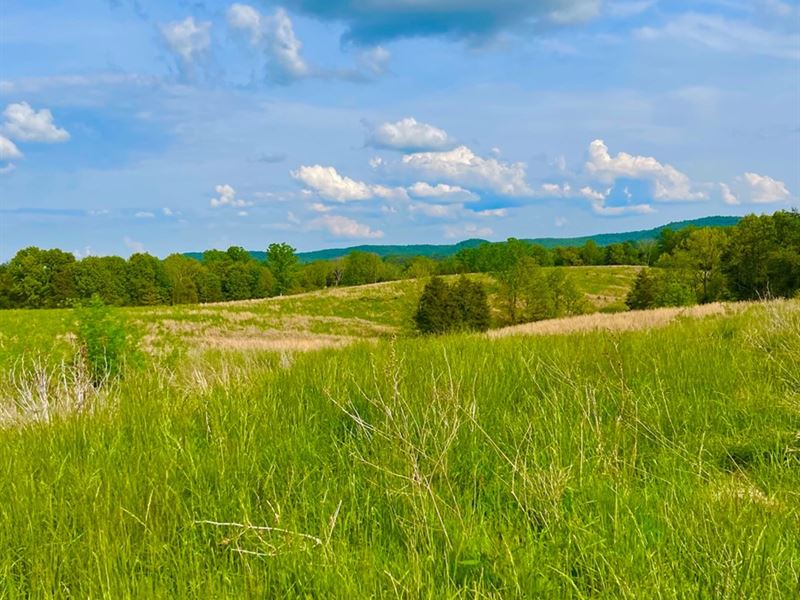 KY Cattle, Hunting Recreational : Hillsboro : Fleming County : Kentucky