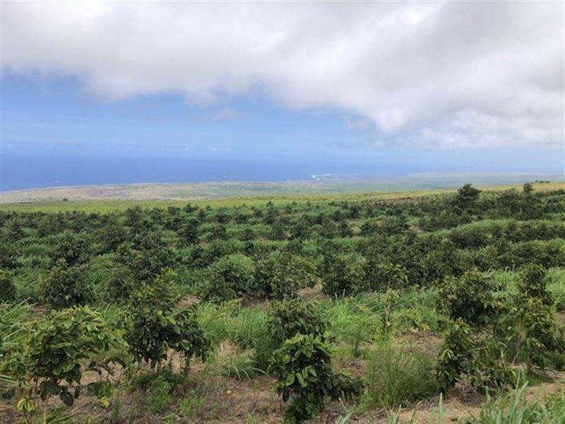 Big Island Hawaii, Kau Coffee Farm Land for Sale in Na‘Alehu, Hawaii