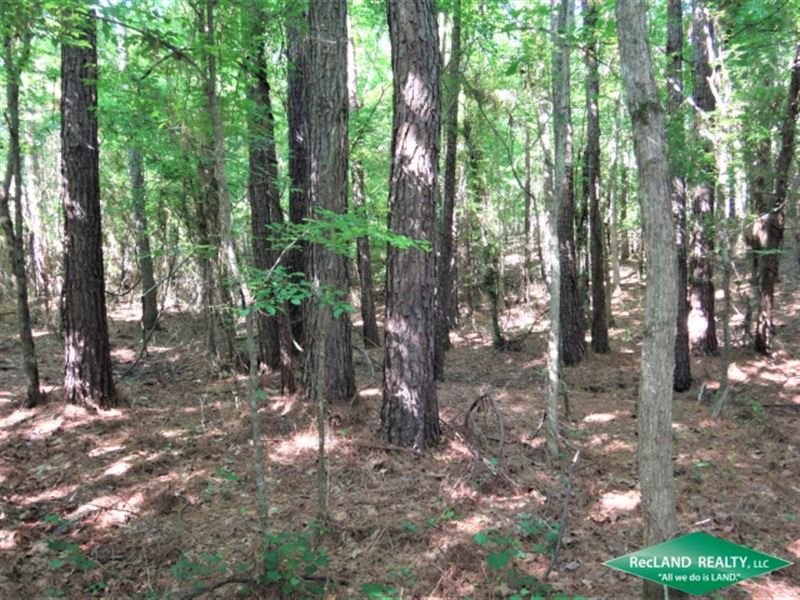 80 Ac, Mixed Timber Hunting Tract : Farmerville : Union Parish : Louisiana