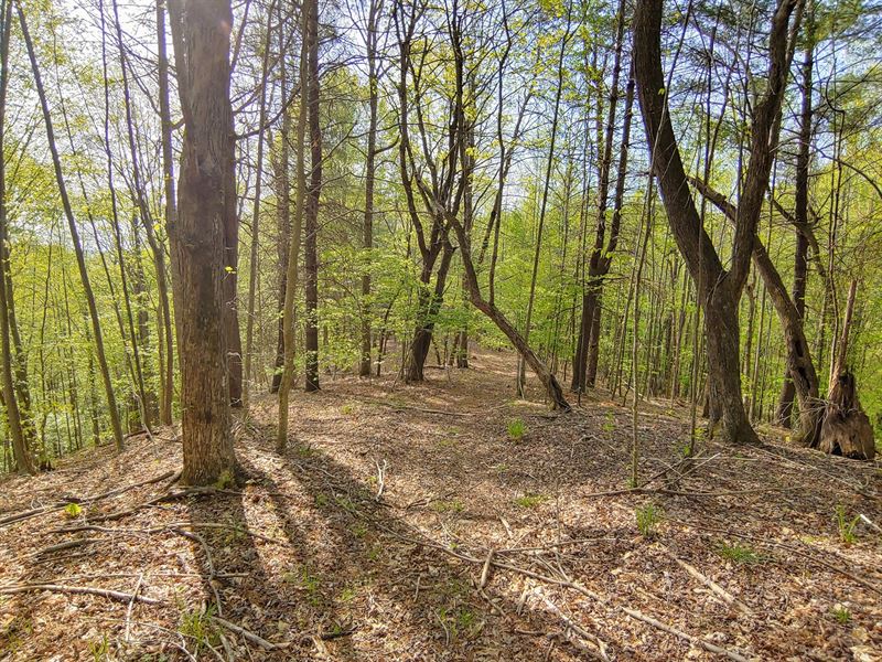 Wooded Land for Sale in Ferrum VA : Ferrum : Franklin County : Virginia