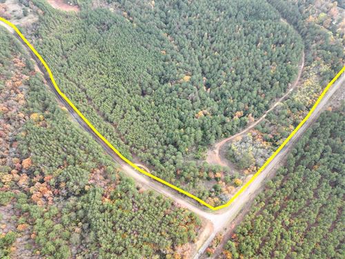 146 Acres, Cr 2115 Tract 1011 : Hughes Springs : Morris County : Texas