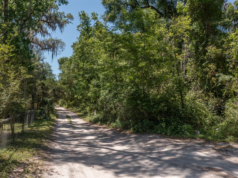 .21 Treed Property in Citra, FL : Citra : Marion County : Florida