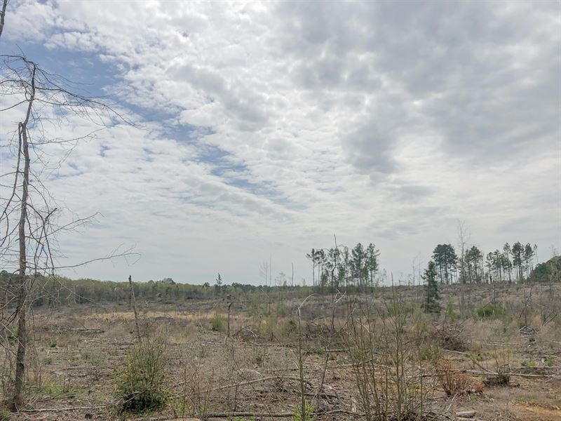 108 Acres CR 1779 Tract 1019 East : Jefferson : Cass County : Texas