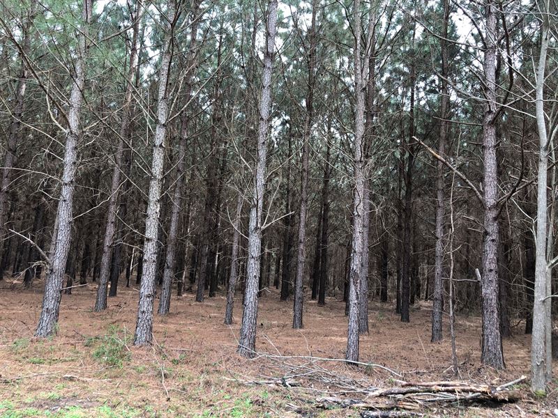 Deer Creek Preserve : Ellavill : Schley County : Georgia