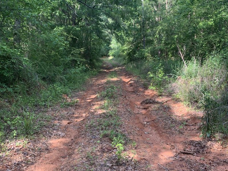 32 Acres in Hale Coun : Greensboro : Hale County : Alabama