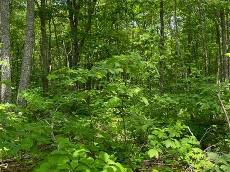 4+/- Acres Wooded Property, Pond : Altamont : Grundy County : Tennessee