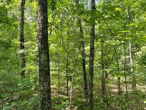 5.81 +/- Acres Wooded Property : Altamont : Grundy County : Tennessee
