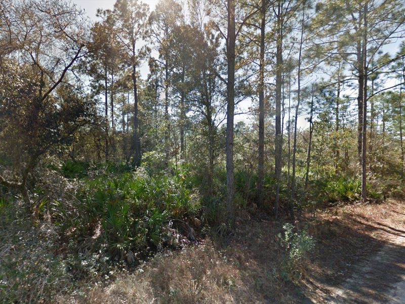 .29 Acres for Sale in Interlachen : Interlachen : Putnam County : Florida