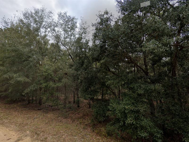 .25 Acres for Sale in Interlachen : Interlachen : Putnam County : Florida