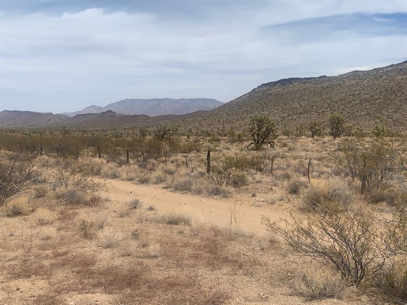 Scenic, Blm, Good Access, $225/Mo : Dolan Springs : Mohave County : Arizona