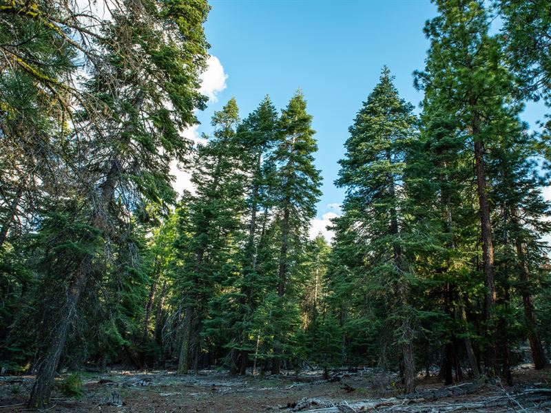 Wooded Getaway, $200 a Month : Alturas : Modoc County : California