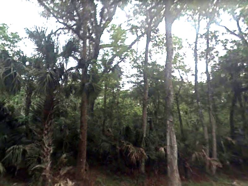 $99 Down, Camp or Invest : Oak Hill : Volusia County : Florida
