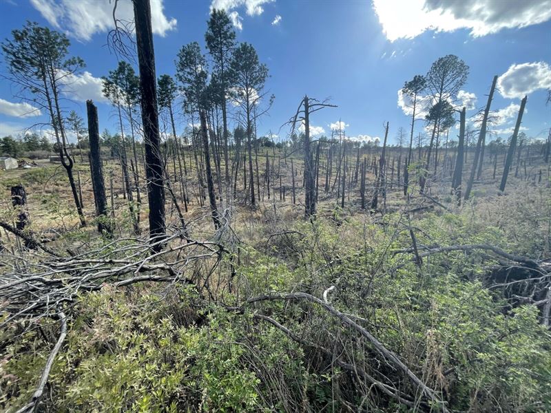 .61 Acre with Trees, Power, & Water : Timberon : Otero County : New Mexico