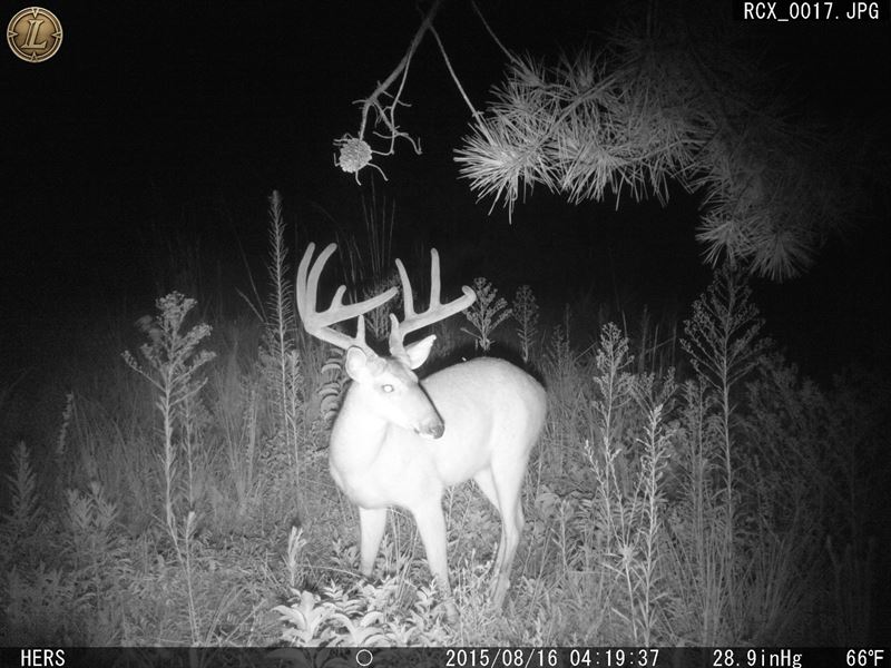108 Ac, Cleburne Cty, AL : Micaville : Cleburne County : Alabama