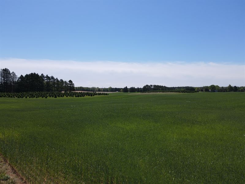 54 Ac Split, Oceana Co., MI : Pentwater : Oceana County : Michigan