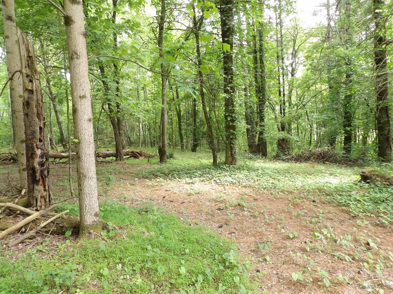Areas to Build and no Restrictions : Pikeville : Bledsoe County : Tennessee