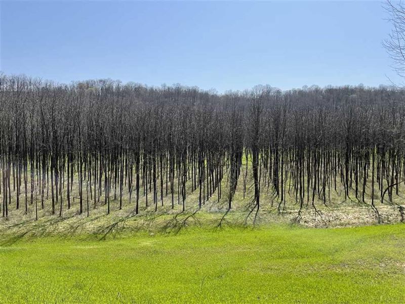 Black Walnut Plantation for Sale : Dillsboro : Ohio County : Indiana