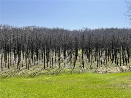Black Walnut Plantation For Sale : Dillsboro : Ohio County : Indiana