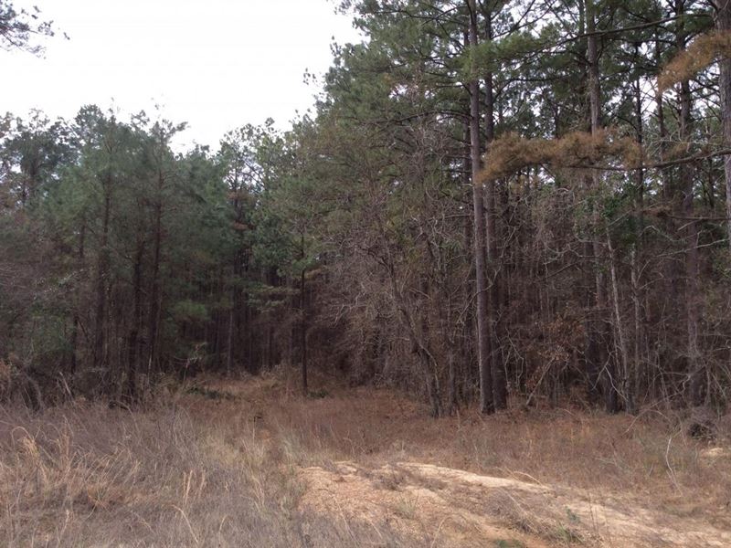 Wyant Road Tract, Caldwell Parish : Grayson : Caldwell Parish : Louisiana