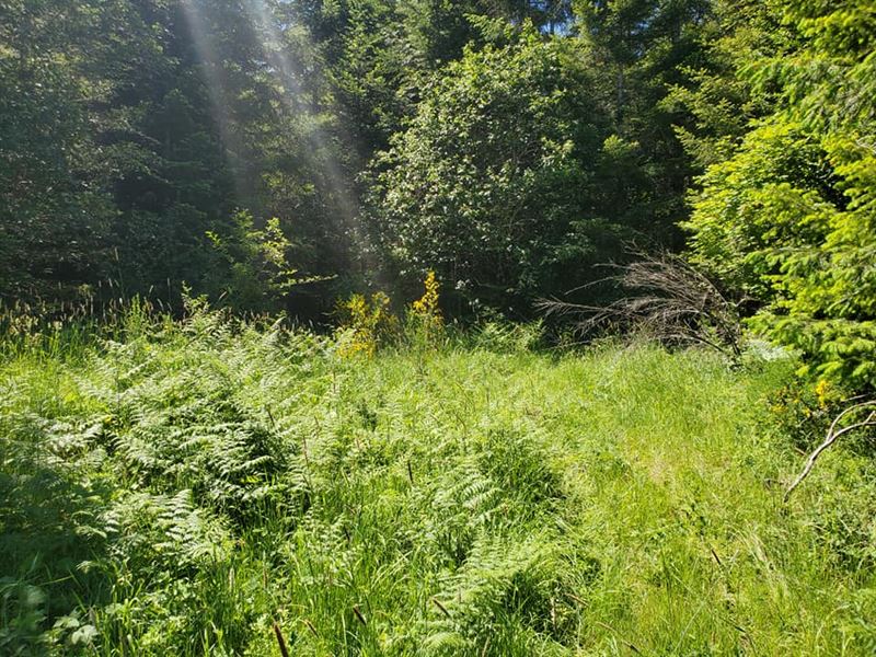 Fantastic Wooded Lot with Privacy : Timber : Washington County : Oregon