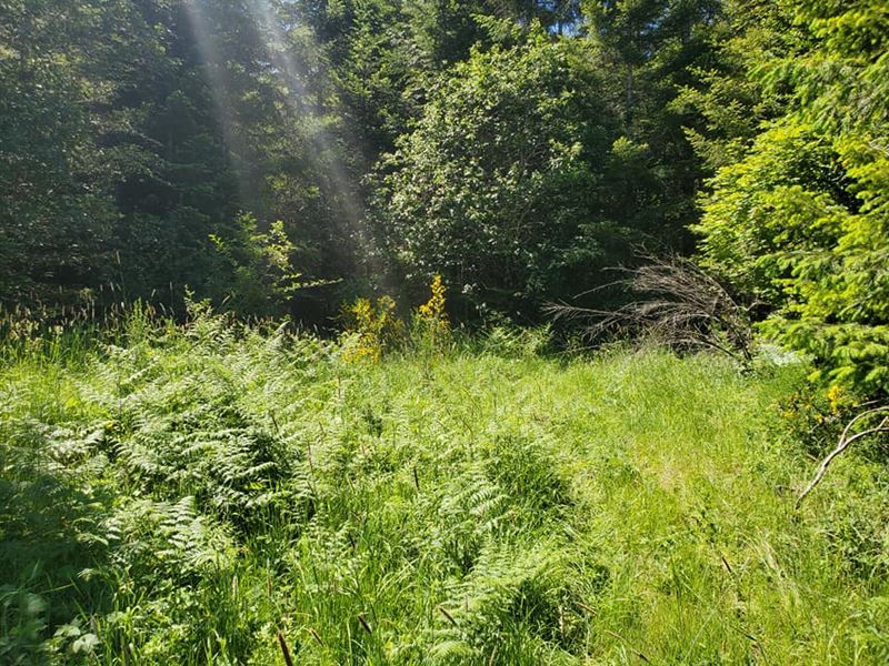 Fantastic Wooded Lot with Privacy : Timber : Washington County : Oregon