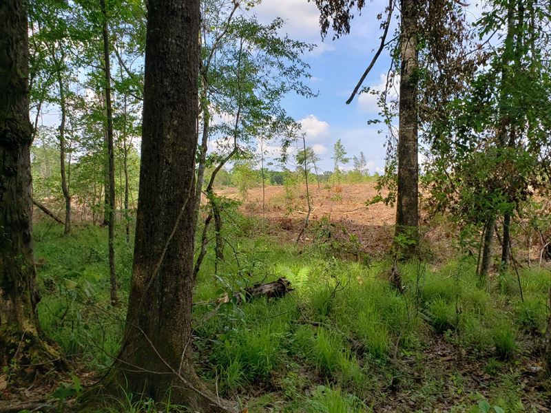 Great Land 3.7 Miles SW of Americus : Americus : Sumter County : Georgia