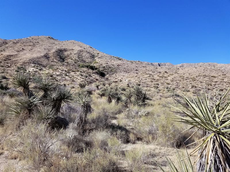 Cactus, Sand, and Desert Life : Morongo Valley : San Bernardino County : California