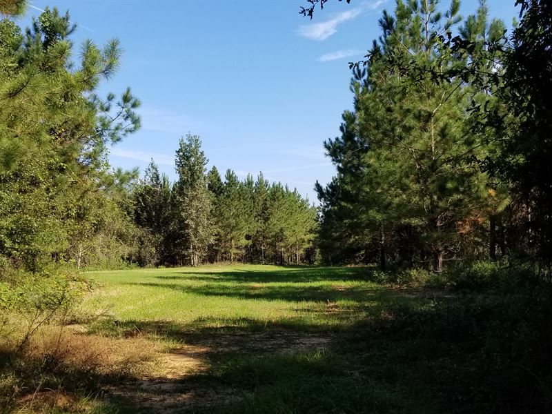 Black Belt Deer and Timber Tract : Banks : Pike County : Alabama