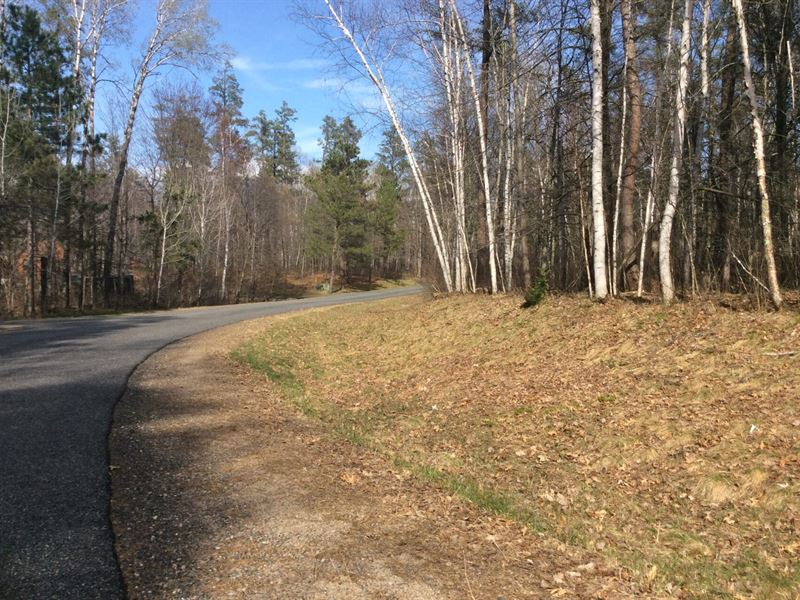 Beautiful Evergreen Trees, Power : Breezy Point : Crow Wing County : Minnesota