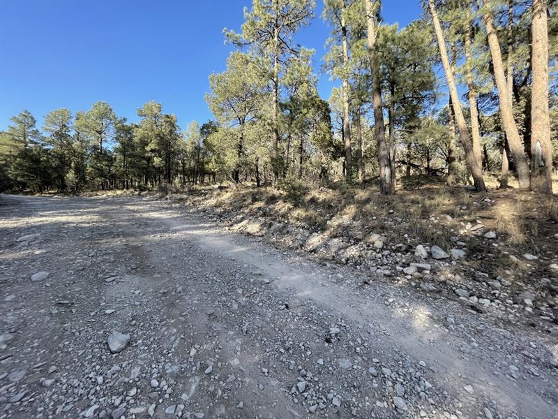 Gorgeous Treed Property with Power : Timberon : Otero County : New Mexico