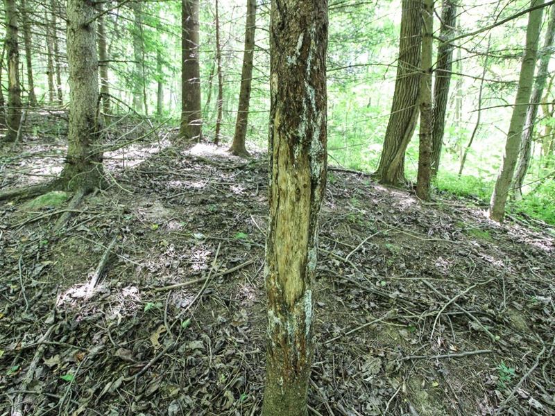 Pisgah Ridge Rd, 5 Acres, Morgan : Blue Rock : Morgan County : Ohio