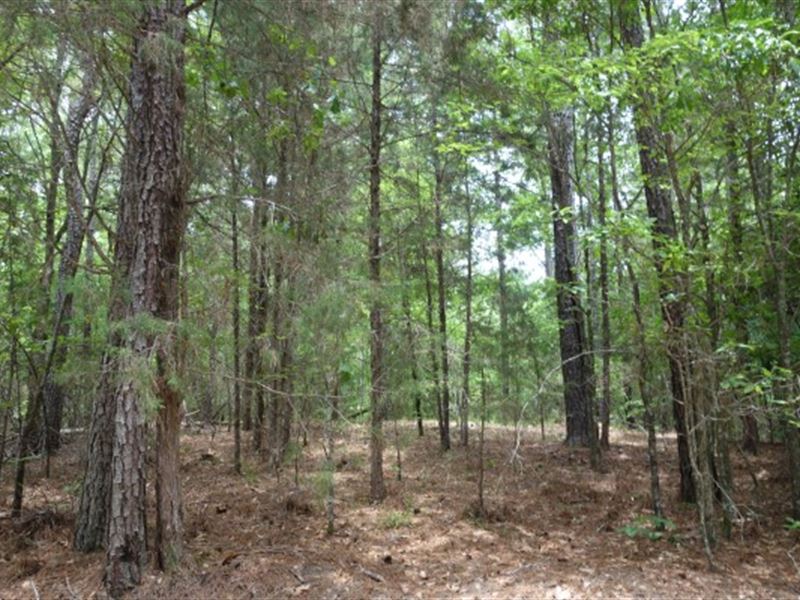 Wooded Acreage, Rural Location : Winnsboro : Fairfield County : South Carolina