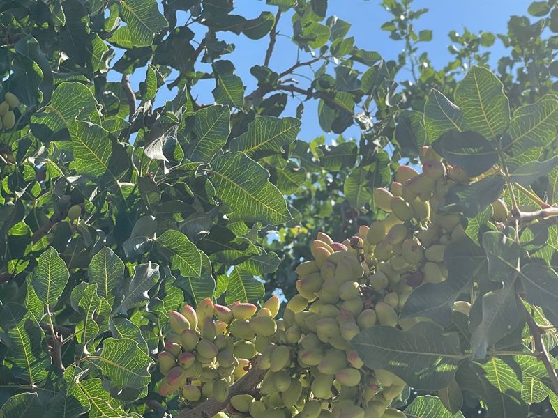 Walnut / Pistachio Ranch : Terra Bella : Tulare County : California