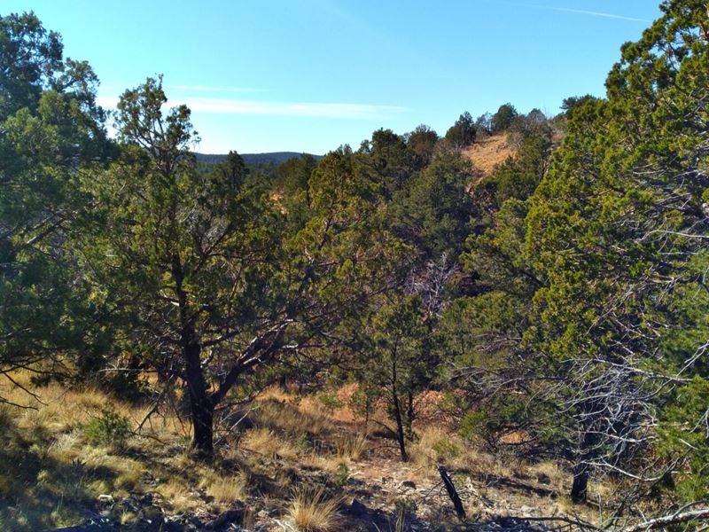 Your New Family Summer Spot, $89/Mo : Timberon : Otero County : New Mexico