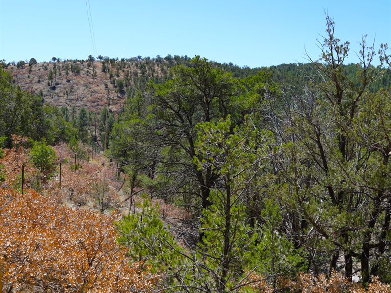 Gorgeous Treed Lot, Power & Water : Timberon : Otero County : New Mexico