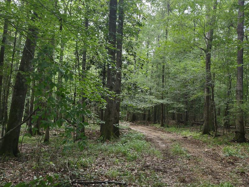 Jamback Riviera : Louisville : Barbour County : Alabama