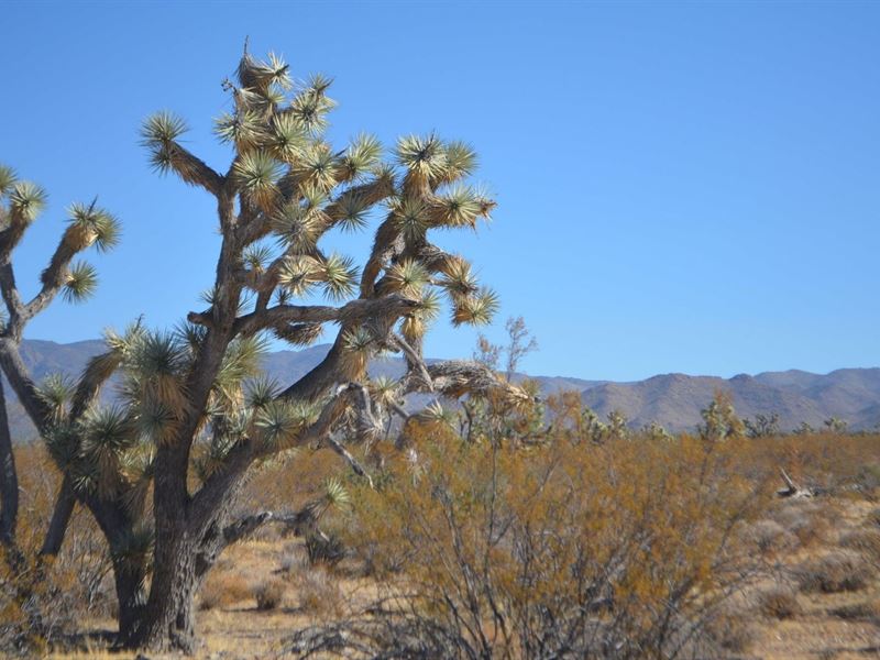 1 Acre in Kingman, AZ : Kingman : Mohave County : Arizona