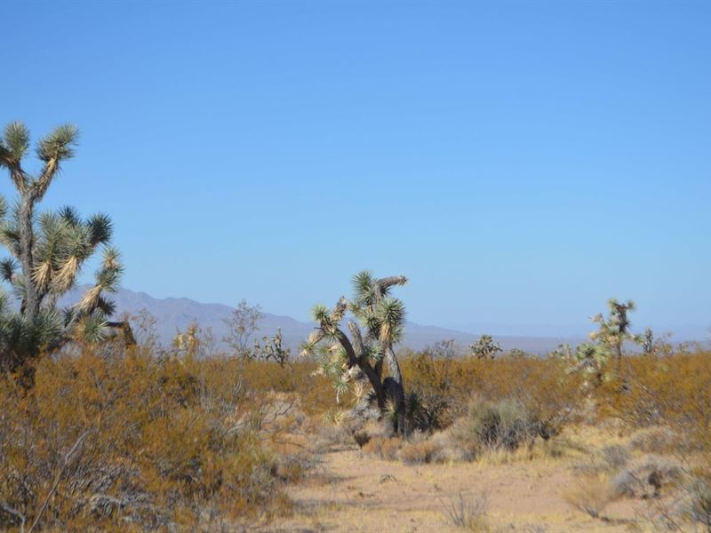 .21 Acre in Kingman, AZ : Kingman : Mohave County : Arizona